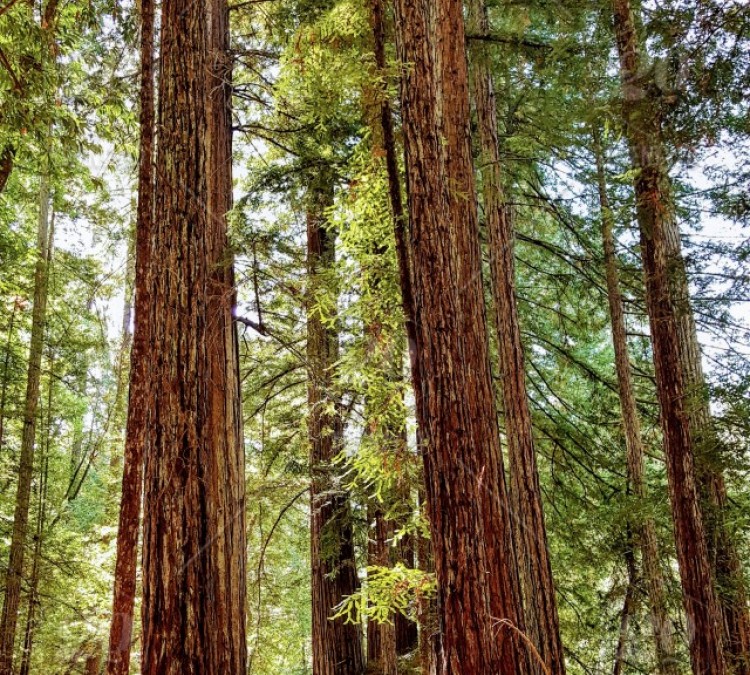 ohl-redwood-grove-park-photo